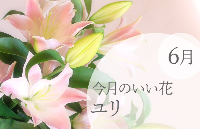 今月のいい花「6月 ユリ」