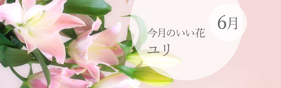 今月のいい花「6月 ユリ」