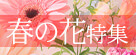春の花特集