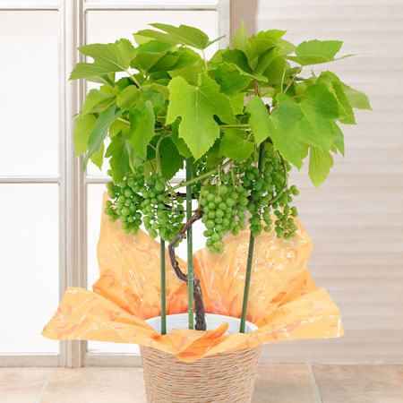 鉢植え「おうち果樹園 デラウェア」