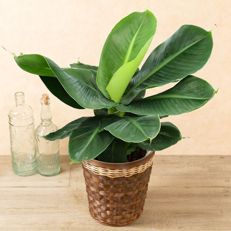 鉢植え「ミニバナナ」