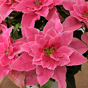 八重バラ咲きなので、繊細さの中にも華やかさが光ります。