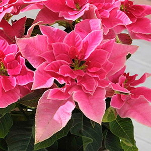 幾重にも折り重なる苞は中心が濃く、美しいグラデーションのようになります。