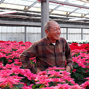 生産者の塩原さん。春はアジサイ、冬はポインセチアと日々植物に真摯に向き合い、我が子のように栽培をしています。