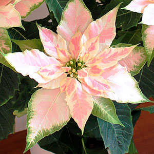 見応えのある豪華な八重咲きタイプです。