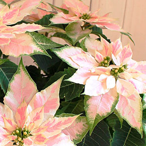 絶妙なマーブル模様が美しいです。