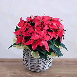 真横に近いアングルからのイメージです。