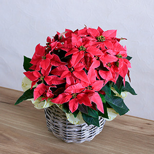 高いアングルから見下ろしたイメージです。このボリューム感に驚いてください。