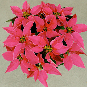 手間を惜しまない塩原さんだからこその3.5号とは思えない圧倒的な花数!