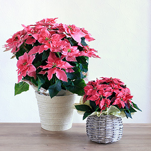 5号サイズは圧倒的なボリューム感!テーブルなどに飾りやすい手頃なサイズ感3.5号。シーンに合わせてお選びください。