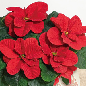 従来品種にはないころんとした丸いフォルムが特徴です。