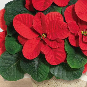 丸みを帯びた赤い苞葉がまるで小さなマウスの耳のように見えます。