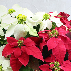 発色のよい赤と透明感のある白のコントラストが美しい逸品です。