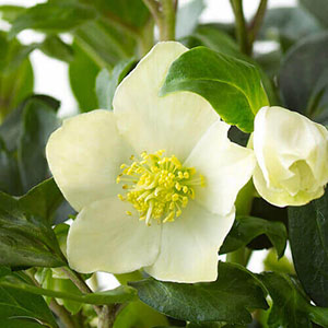 花のアップ画像です。