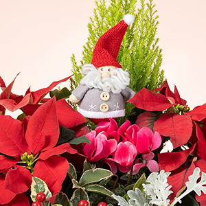 植物の間から、茶目っ気たっぷりなサンタさんが顔をのぞかせます。