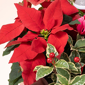クリスマスムードを盛り上げるポインセチアが入っています。