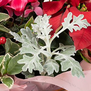 まるで雪の結晶のようなシルバーリーフ「ダスティーミラー」がクリスマスムードを盛り上げます。