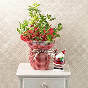 お部屋に飾ったイメージです。