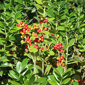 お届け時期によっては実が色付き始めの場合があります。