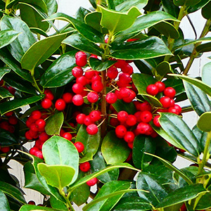 真っ赤になると葉の緑との色のコントラストがとても美しいです。