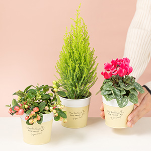 手頃なサイズ感なので、ちょっとしたスペースにも飾ってお楽しみいただけます。