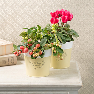 お部屋に飾ったイメージです。