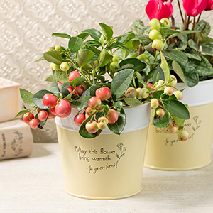 真っ赤になると葉の緑との色のコントラストがとても美しいです。