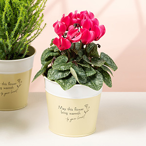 冬を代表する花、シクラメン。お部屋に華やぎを添えます。