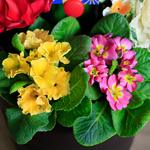 この季節には欠かせないジュリアン。ほんのり甘い香りに癒されます。