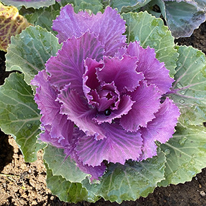 お正月には欠かせない葉牡丹。上手に育てて頂くと暖かくなったころに黄色い花を咲かせます。