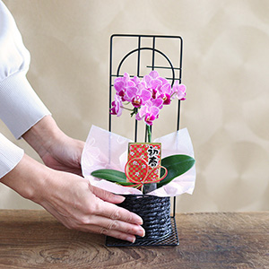 大人の女性が持った大きさイメージです。