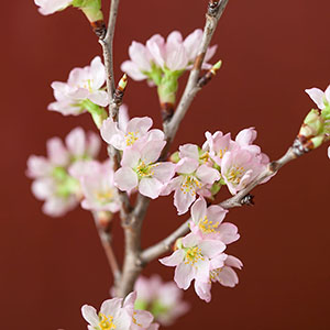 花開くと淡いピンク色のかわいい桜『啓翁桜』は支那桜桃(しなおうとう)と彼岸桜(ひがんざくら)を交配して作られたものです。