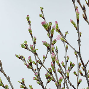 花開くと淡いピンク色のかわいい桜『啓翁桜』は支那桜桃(しなおうとう)と彼岸桜(ひがんざくら)を交配して作られたものです。