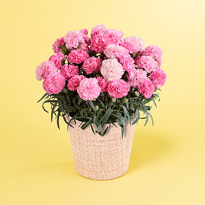 別な株のイメージです。株を花持ちがよいので、覆いつくさんばかりに花が咲きます。