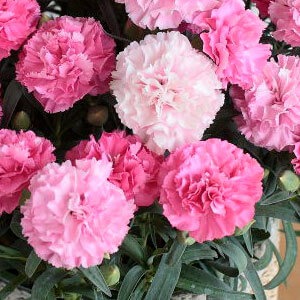 咲き始めは濃いピンク、咲き進むにつれて淡いピンクに変化します。