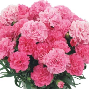 1輪1輪の開花期間が長いので、一鉢の中でいろいろなステージの花があり、ピンクのグラデーションになります。