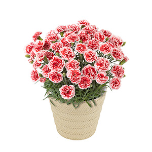 一緒にお届けするのは、カーネーションでも一番人気の品種「いちごホイップ」その名の通り「ホイップクリームにイチゴを落としたような」愛らしい見た目が特徴です。