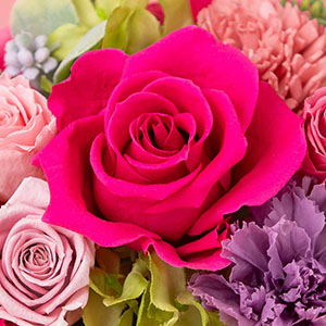 華やかで気分の上がる色、フューシャピンクのバラが花開いています。