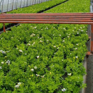 出荷前のハウスの様子です。ちょうどよい開花具合のものを出荷します。