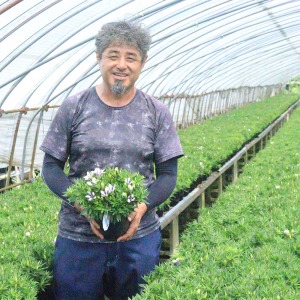 真摯にりんどうと向き合う平井さん、植物の声を聴きながら、細やかな管理が行われています。