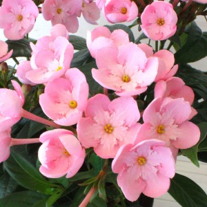 外側の桜色と中心の白の組み合わせがとっても可愛らしいです。