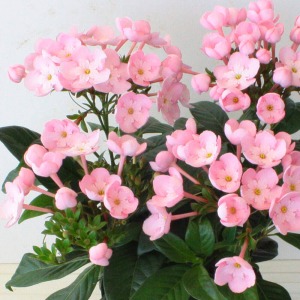におい桜の中でもピンクが濃く、一輪一輪が大きく、房の花付きもよい、ボリューム感のある品種です。