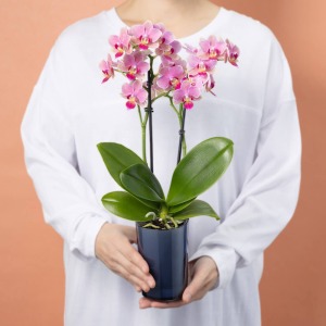 大人の女性が持った大きさイメージです。