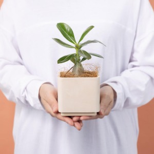 大人の女性が持った大きさイメージです。