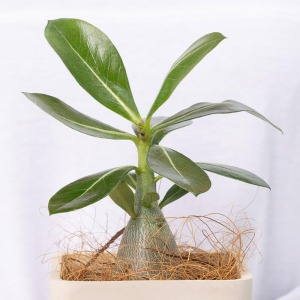 塊根植物特有のぷっくらとした茎が特徴です。