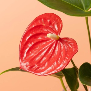 赤い部分は苞と呼ばれる器官で、花は黄色の棒状の部分です。赤いハート型で感謝の想い届けます。