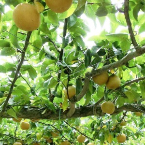 樹齢80年を超える古木で育つ生命力あふれる梨の味わいをご堪能いただけます。