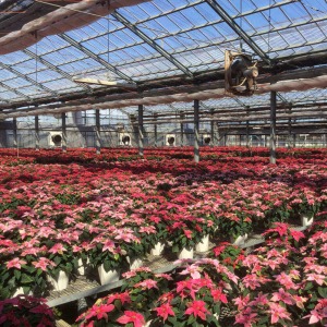 毎年行われるポインセチアの品評会で数多くの受賞歴を持つ塩原花園さんで大切に育てられています。