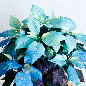 白いポインセチアに、青〜パープルのグラデーションになるように染色されており、表面にはキラキラのラメパウダーが施されています。