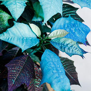 白いポインセチアを染色しているので、新しく出てくる葉は白になります。